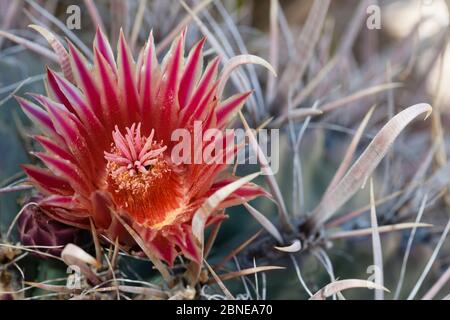 Fischhaken Fass Kaktus (Ferocactus wislizeni) Blume, Vizcaino Wüste, Baja California, Mexiko, Mai. Stockfoto