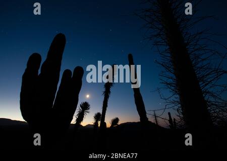 Boojum-Baum (Fouquieria columnaris), Elefantenkaktus (Pachycereus pringlei) und Datilillo (Yucca valida) in der Nacht, Vizcaino-Wüste, Baja C. Stockfoto