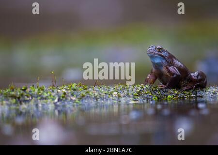 Männchen Common Frosch (Rana temporaria) sitzt am Wasser Rand warten auf ein Weibchen, Burgund Frankreich, Februar. Stockfoto