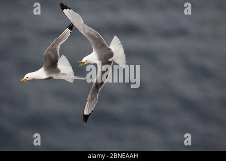 Zwei Schwarzbeinige-Kätzchen (Rissa tridactyla) im Flugkampf, Latrabjarg Cliff, Island, Juli. Stockfoto