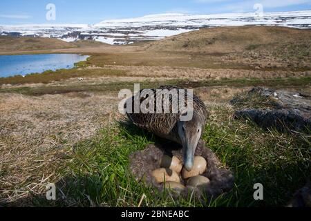 Weibchen, die zum Nest zurückkehren, das fünf Eier enthält, Aedey Island, Isafjardjup Fjord, Island, Juni. Stockfoto