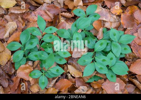 Dornlose Metzgerei (Ruscus hypoglossum) Nationalpark Plitvicer Seen, Kroatien. November. Stockfoto