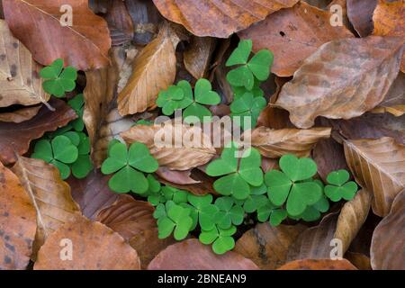 Holzsauerich (Oxalis acetosella) wächst auf Waldboden. Nationalpark Plitvicer Seen, Kroatien. November. Stockfoto