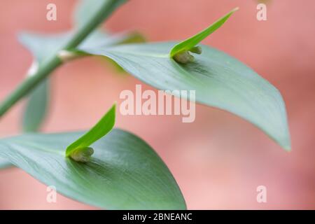 Dornblut des Schlachtschepfes (Ruscus hypoglossum) auf Cladode, ein abgeflachtes Blatt wie der Stamm, Nationalpark Plitvicer Seen, Kroatien. November. Stockfoto