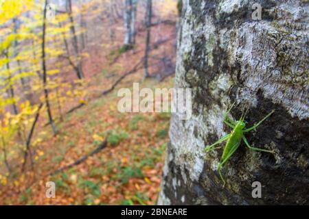 Südliche Eiche Busch-Cricket männlich (Meconema meridionale), Weitwinkelansicht zeigt Waldlebensraum. Nationalpark Plitvicer Seen, Kroatien. November. Stockfoto