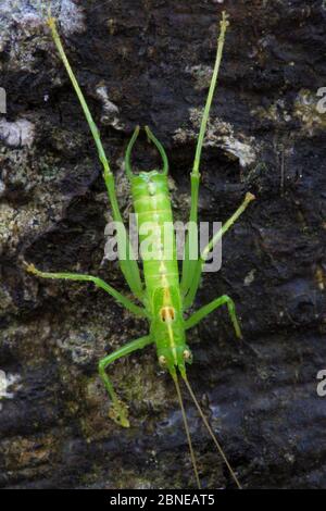 Südliche Eiche Busch-Cricket-Männchen (Meconema meridionale). Nationalpark Plitvicer Seen, Kroatien. November. Stockfoto