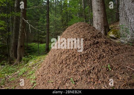 Holz Ameisennest (Formica rufa) aus Kiefernnadeln und anderen Schutt aus dem Waldboden gebaut. Julische Alpen, Slowenien, Juli. Stockfoto