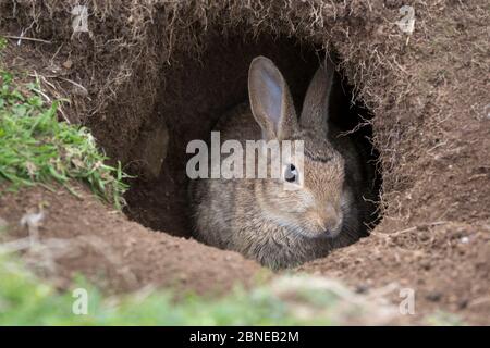 Europäischer Wildkaninchen (Oryctolagus cuniculus) in seinem Bau, Isle of Lunga, Treshnish Isles, Schottland, Juni. Stockfoto