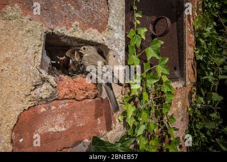 Gefleckte Fliegenfänger (Muscicapa striata) Fütterung Küken mit Wiese braunen Schmetterling (Maniola jurtina) in Wand, Herefordshire, Großbritannien. Juni Stockfoto