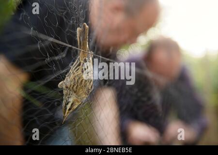 Segenläufer (Acrocephalus schoenobaenus), der in Vogelringernetzen gefangen wurde. Severn Estuary, Großbritannien. Juli Stockfoto