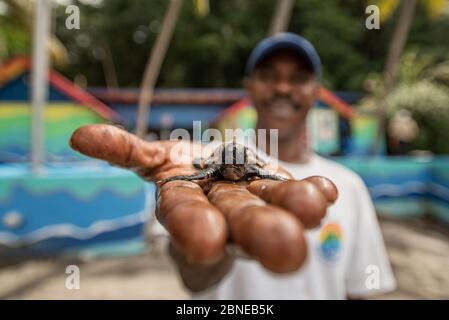 Mann mit Hawksbill Meeresschildkröte schlüpfen (Eretmochelys imbricata). Strand von Anse Chastenet, St. Lucia. November Stockfoto