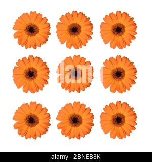 Set von orangen Gerbera Blüten isoliert auf weißem Hintergrund. Stockfoto