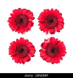 Set von roten Gerbera Gänseblümchen auf weiß isoliert. Stockfoto