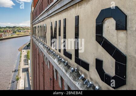 Kittichenkolonie (Rissa tridactyla) auf der Baltischen Mehlmühle, Fluss Tyne. Newcastle, Großbritannien. August Stockfoto