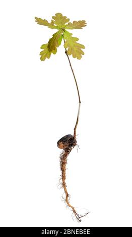 Baby-Eiche-Baum-Pflanze mit Wurzel und Eichel isoliert auf weiß Stockfoto