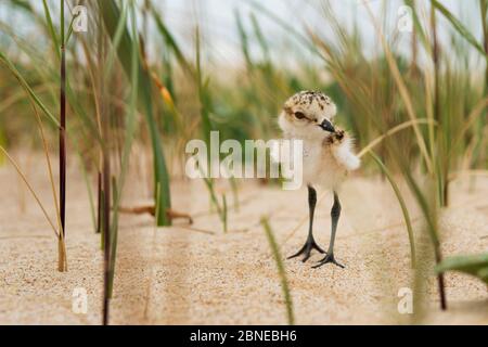 Kentish-Pflücker (Charadrius alexandrinus) Küken im Sand in der Nähe von Nest, Costa da Caparica Beach, Portugal, Mai. Stockfoto