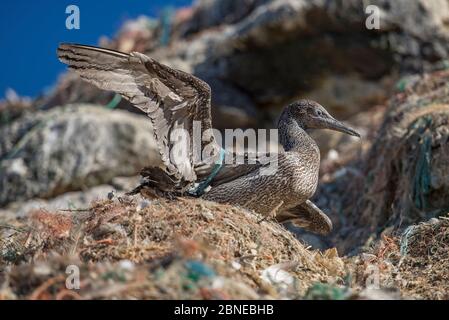 Nördliche Spannzange (Morus bassanus) juvenil, verstrickt in Meeresmüll. Grasholm Island, Wales, Großbritannien. Oktober Stockfoto