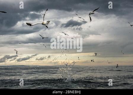 Nördliche Tölpel (Morus bassanus), die nach Fischen tauchen. Bempton, Yorkshire, Großbritannien. August Stockfoto