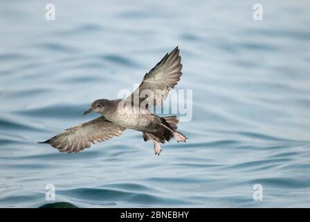 Balearenscherer (Puffinus mauretanicus) im Flug, Fonte da Telha Beach, Portugal, September. Stockfoto