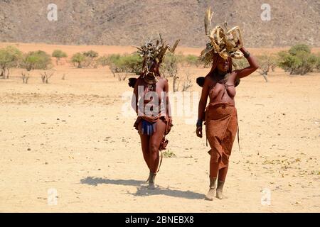 Himba Frauen, die während der Trockenzeit Holz auf den Köpfen tragen, Marienfluss Valley, Kaokoland Desert, Namibia. Oktober 2015 Stockfoto