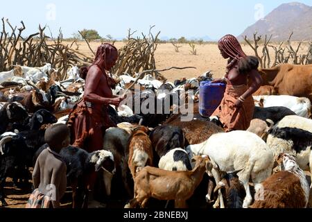 Himba Frauen mit Ziegen- und Schafherden am Wasserpunkt während der Trockenzeit, Marienfluss Valley, Kaokoland Desert, Namibia. Oktober 2015 Stockfoto