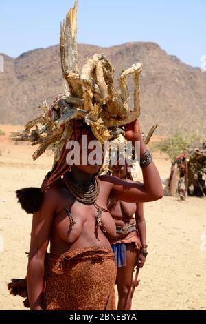 Himba Frauen, die während der Trockenzeit Holz auf den Köpfen tragen, Marienfluss Valley, Kaokoland Desert, Namibia. Oktober 2015 Stockfoto