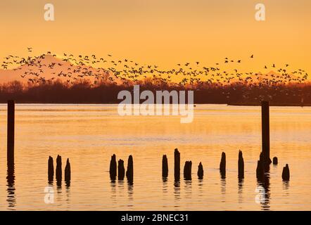 Mount Baker Schneegänse bei Sonnenaufgang. Eine große Schar von Schneegänsen starten bei Sonnenaufgang vom Fraser River. Richmond, British Columbia, Stockfoto