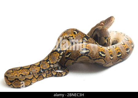 Netzpython (Python reticulatus) auf weißem Hintergrund. Stockfoto