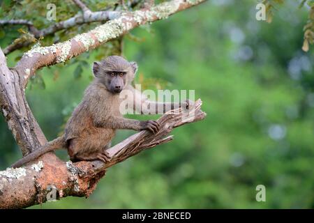 Junger Olive Pavian (Papio cynocephalus anubis) sitzt im Baum, Akagera Nationalpark, Ruanda. Stockfoto