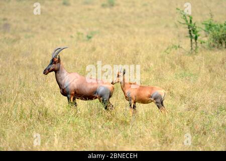 Topi (Damaliscus lunatus jimela), weiblich und jung in der Savanne, Akagera Nationalpark, Ruanda. Stockfoto