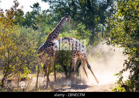 Netzgiraffen (Giraffa Camelopardalis) zwei Männer kämpften in den Busch, Südafrika. Stockfoto