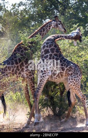 Netzgiraffen (Giraffa Camelopardalis) zwei Männer kämpften in den Busch, Südafrika. Stockfoto