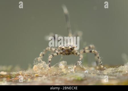 Weißbeinige Damselfliegennymphe (Platycnemis pennipes) Porträt, Europa, Juli. Kontrollierte Bedingungen. Stockfoto