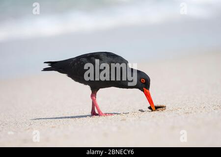 Afrikanische (schwarze) Austernfischer (Haematopus moquini), Muschelfresser, De Hoop Nature Reserve, Western Cape, Südafrika Stockfoto