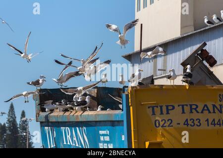 Seetang Möwen (Larus dominicanus), die Kartoffelfabrikabfälle, Lambert's Bay, Western Cape, Südafrika abschrecken Stockfoto