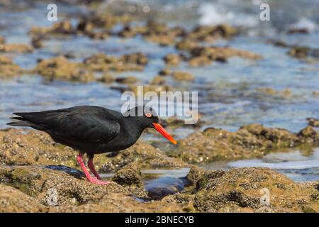 Afrikanische (schwarze) Austernfischer (Haematopus moquini) auf der Jagd an der Küste, De Hoop Nature Reserve, Western Cape, Südafrika Stockfoto