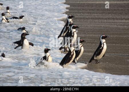 Afrikanische Pinguine (Spheniscus demersus) kommen vom Meer, Foxy Beach, Table Mountain National Park, Simon's Town, Kapstadt, Südafrika zum Strand Stockfoto