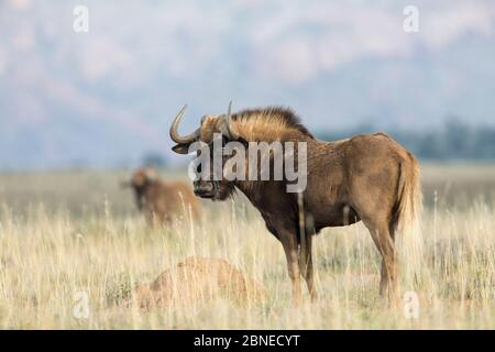 Black Gndebeest (Connochaetes gnou) Mountain Zebra National Park, Südafrika Stockfoto