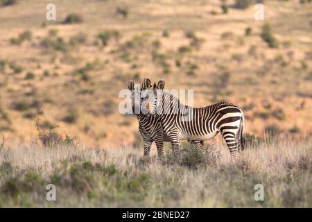 Kap-Berg Zebra (Equus Zebra Zebra) zwei stehen in unmittelbarer Nähe, Mountain Zebra National Park, Eastern Cape, Südafrika Stockfoto