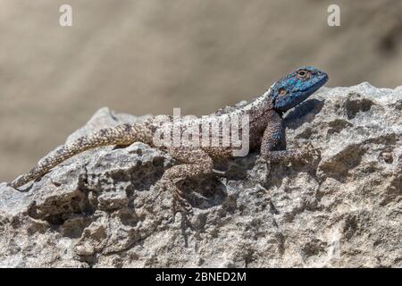 Südliche Gesteinsagama (Agama atra), De Hoop Nature Reserve, Western Cape, Südafrika Stockfoto