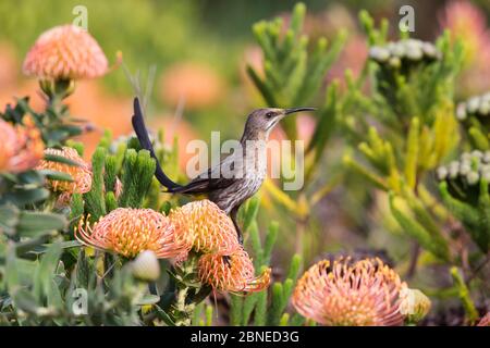 Cape Sugarbird (Promerops cafer) thront auf protea, Kirstenbosch botanischen Gärten, Kapstadt, Südafrika Stockfoto