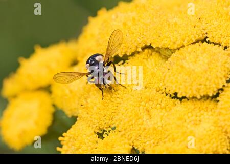 Weibliche Tachinidfliegen (Cistogaster globosa) auf Tansy Blume, Brockley, Lewisham, London, England, August. Stockfoto