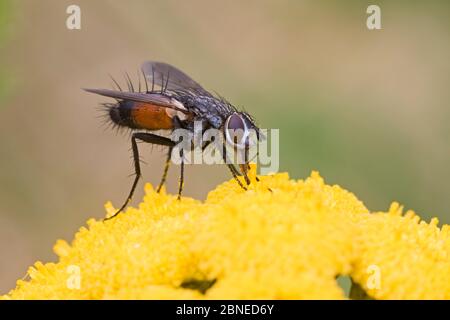 Parasitenfliege (Eriothrix rufomaculata) auf Tansy-Blume, Brockley, Lewisham, London, England, August. Stockfoto