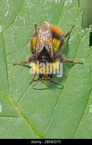 Männliche Frühhummel (Bombus Pratorum) auf Blatt, Brockley Cemetery, Lewisham, London, England, Juni. Stockfoto