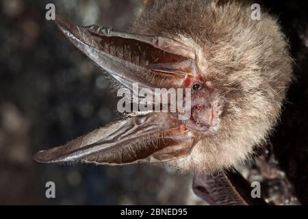 Townsends groß-eared Hieb (Corynorhinus Townsendii) Schlafplatz, Milpa Alta Wald, Mexiko, September Stockfoto