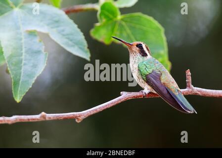 Weißohrkolibri (Basilinna leucotis) Weibchen thront, Milpa Alta Forest, Mexiko, Mai Stockfoto