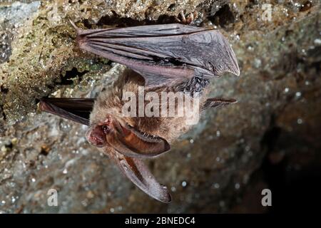 Townsends groß-eared Hieb (Corynorhinus Townsendii) Schlafplatz, Milpa Alta Wald, Mexiko, September Stockfoto