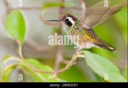 Weißohrkolibri (Basilinna leucotis) Weibchen thront, Milpa Alta Forest, Mexiko, Mai Stockfoto