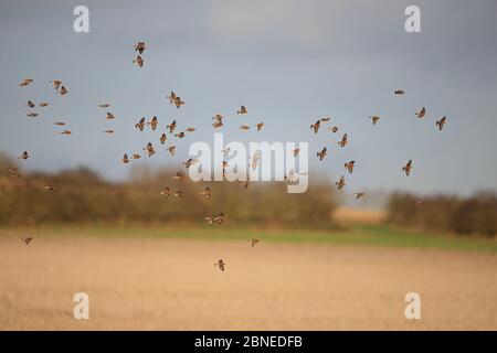 Linnett (Carduelis cannabina) schar im Flug über Feld, Norfolk UK Januar Stockfoto