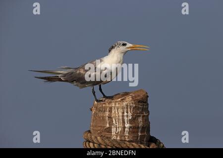 Greater Crested tern (Thalasseus bergii) Goa Indien Stockfoto